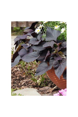 Ipomea ‘Suntory Black Tone’ div class'lat' Ipomea /div