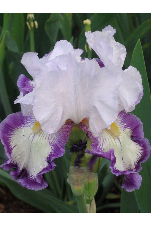 Kosaciec (Irys) amerykański 'Degas Dancer' | Iris