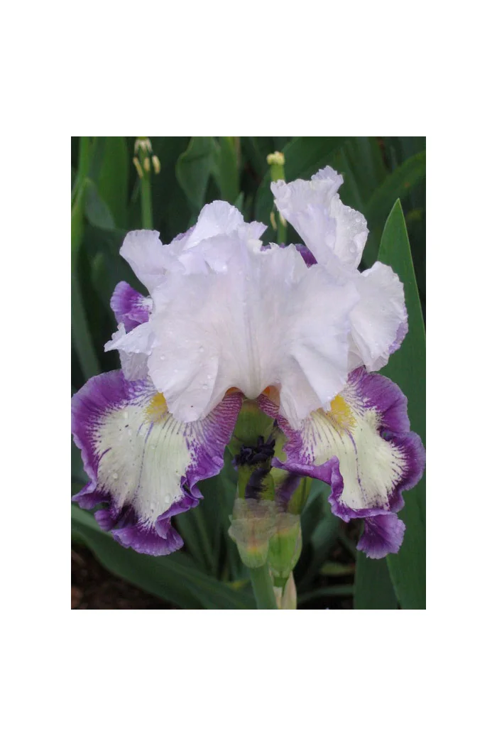 Kosaciec (Irys) amerykański 'Degas Dancer' | Iris