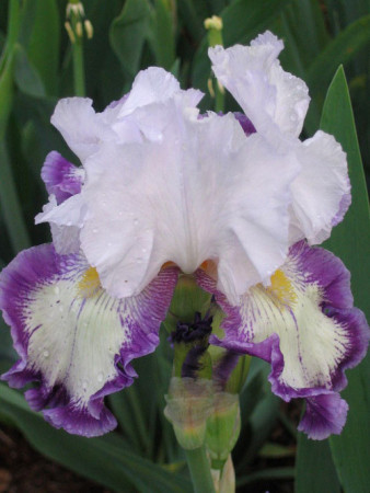 Kosaciec (Irys) amerykański 'Degas Dancer' | Iris