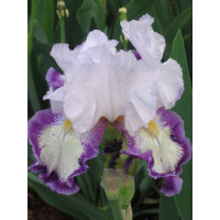 Kosaciec (Irys) amerykański 'Degas Dancer' | Iris