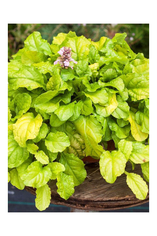 Dąbrówka 'Gold Chang' | Ajuga reptans