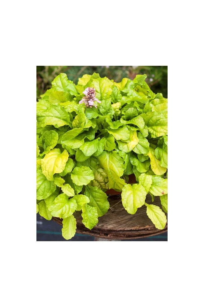 Dąbrówka 'Gold Chang' | Ajuga reptans