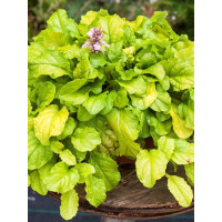 Dąbrówka 'Gold Chang' | Ajuga reptans