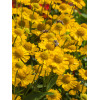 Dzielżan jesienny 'Sombrero'| Helenium autumnale