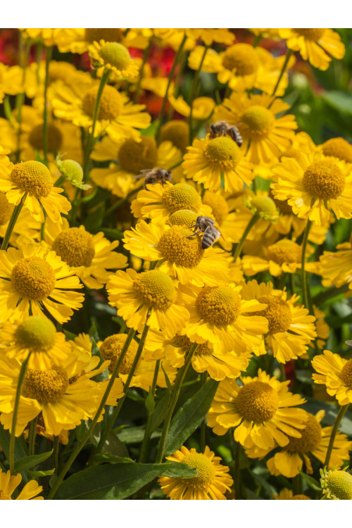 Dzielżan jesienny 'Sombrero'| Helenium autumnale