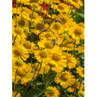 Dzielżan jesienny 'Sombrero'| Helenium autumnale