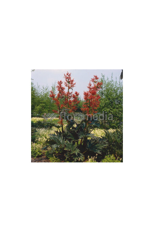 Rabarbar dłoniasty odm. tangucka