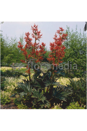 Rabarbar dłoniasty odm. tangucka