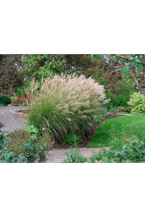 Miskant chiński 'Silberspinne' | Miscanthus sinensis