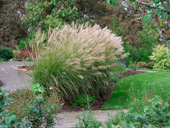 Miskant chiński 'Silberspinne' | Miscanthus sinensis