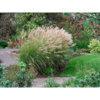 Miskant chiński 'Silberspinne' | Miscanthus sinensis