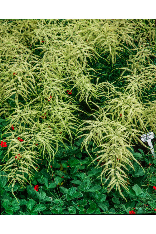 Parzydło leśne 'Kneiffii' Aruncus dioicus