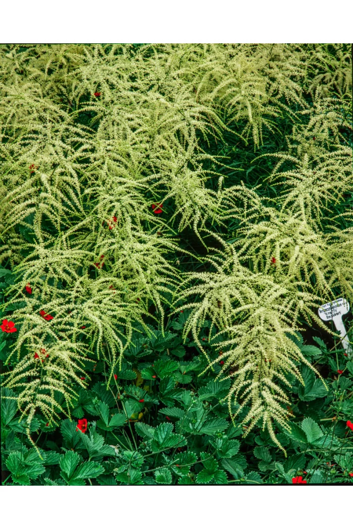 Parzydło leśne 'Kneiffii' Aruncus dioicus