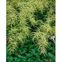 Parzydło leśne 'Kneiffii' Aruncus dioicus