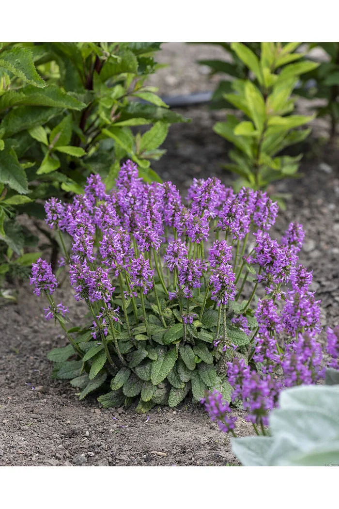 Czyściec lekarski ‘Ukkie’ | Stachys officinalis