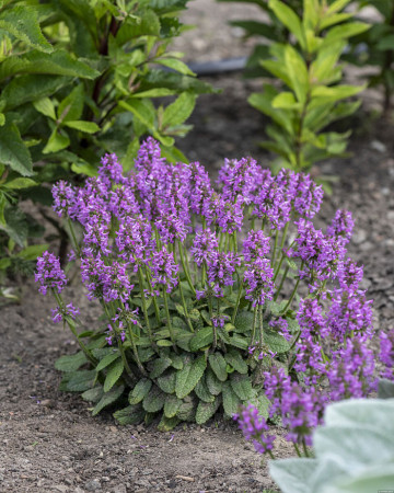 Czyściec lekarski ‘Ukkie’ | Stachys officinalis