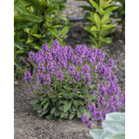 Czyściec lekarski ‘Ukkie’ | Stachys officinalis