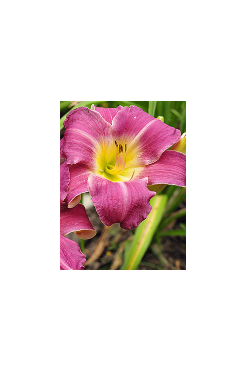Liliowiec 'Empress Seal' Hemerocallis