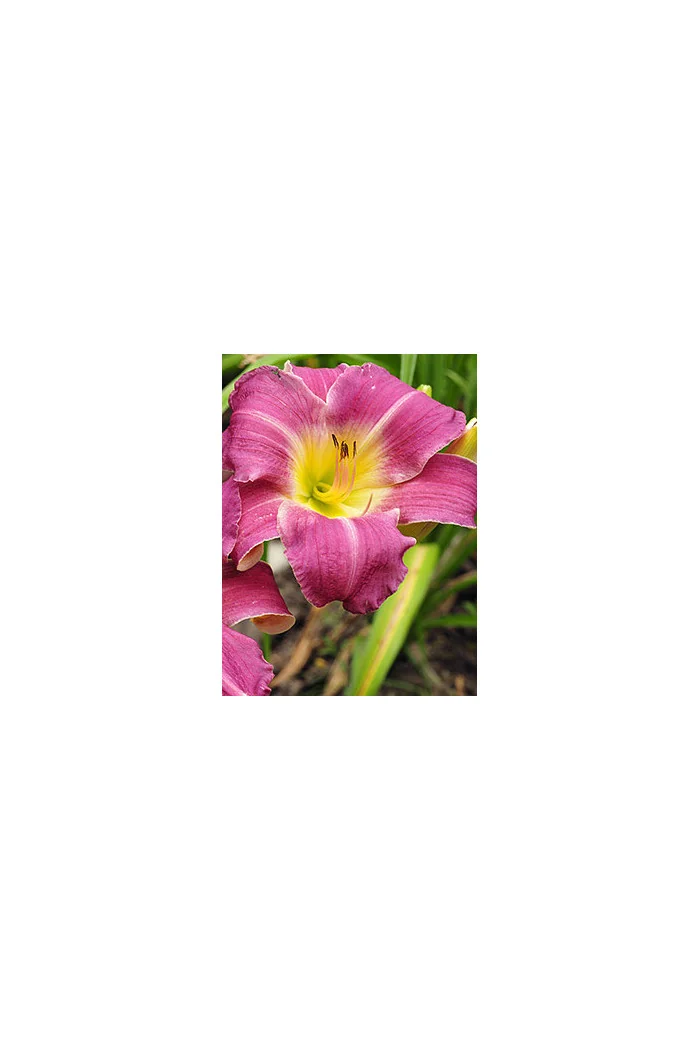 Liliowiec 'Empress Seal' Hemerocallis