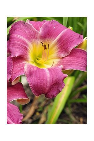 Liliowiec 'Empress Seal' Hemerocallis