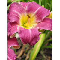 Liliowiec 'Empress Seal' Hemerocallis