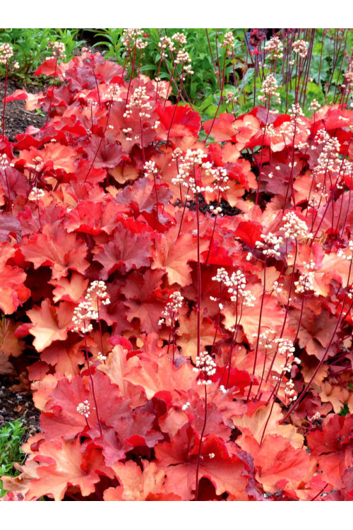 Żurawka 'Rio' | Heuchera