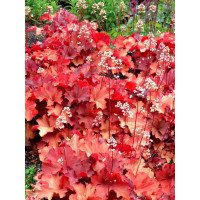 Żurawka 'Rio' | Heuchera