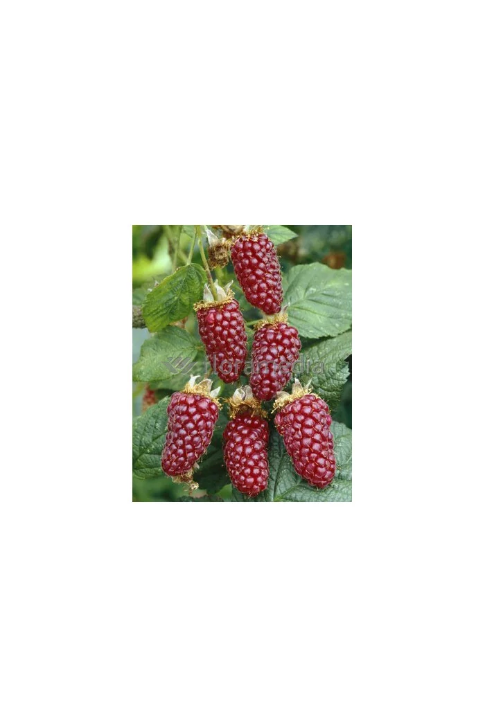 Malinojeżyna Tayberry 'Medana' | Rubus