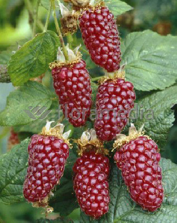 Malinojeżyna Tayberry 'Medana' | Rubus