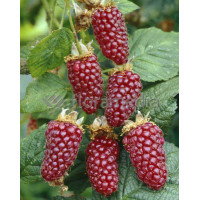 Malinojeżyna Tayberry 'Medana' | Rubus