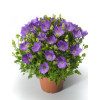 Dzwonek karpacki 'Pristar Deep Blue' Campanula carpatica