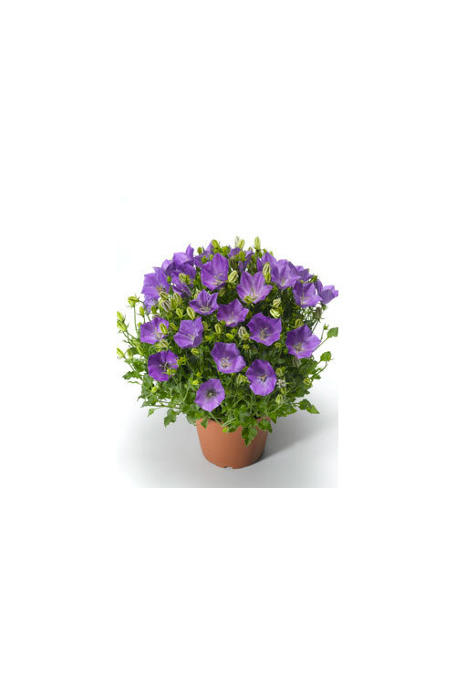 Dzwonek karpacki 'Pristar Deep Blue' Campanula carpatica