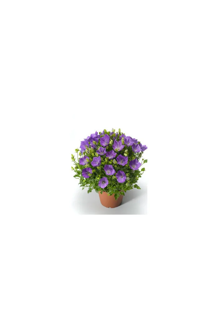 Dzwonek karpacki 'Pristar Deep Blue' Campanula carpatica
