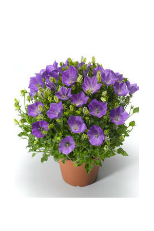 Dzwonek karpacki 'Pristar Deep Blue' Campanula carpatica