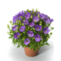 Dzwonek karpacki 'Pristar Deep Blue' Campanula carpatica