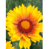 Gailardia 'Sunset Sunrise' Gailardia
