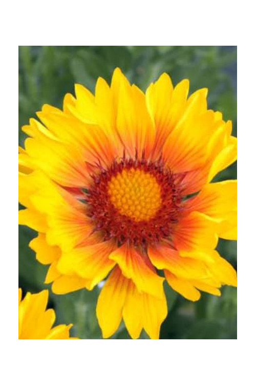 Gailardia 'Sunset Sunrise' Gailardia