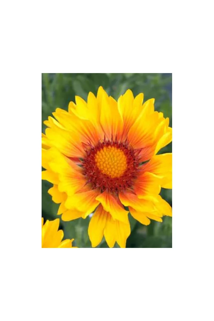 Gailardia 'Sunset Sunrise' Gailardia