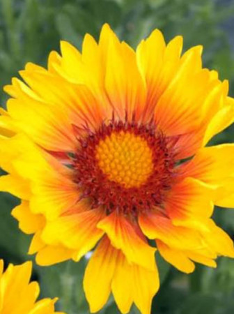 Gailardia 'Sunset Sunrise' Gailardia