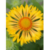 Gailardia 'Sunny Wheeler' Gaillardia