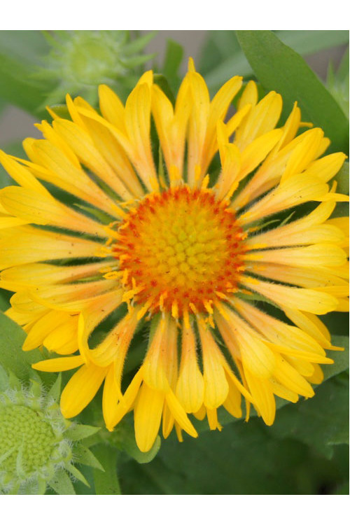 Gailardia 'Sunny Wheeler' Gaillardia