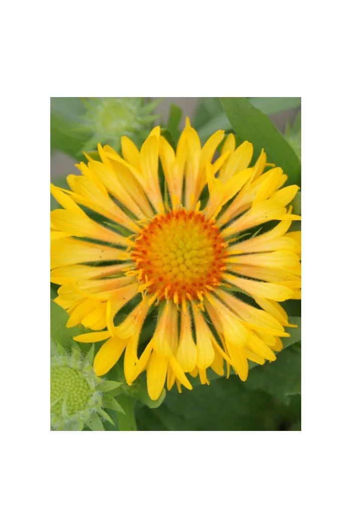 Gailardia 'Sunny Wheeler' Gaillardia