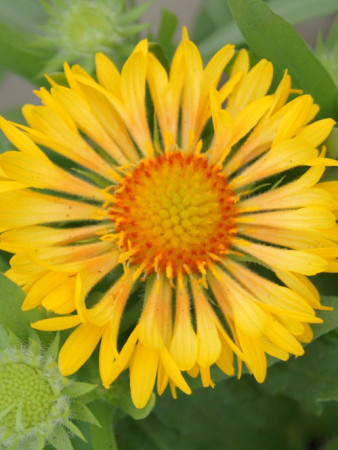 Gailardia 'Sunny Wheeler' Gaillardia