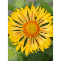 Gailardia 'Sunny Wheeler' Gaillardia