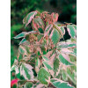 Klon jesionolistny 'Flamingo' Acer negundo