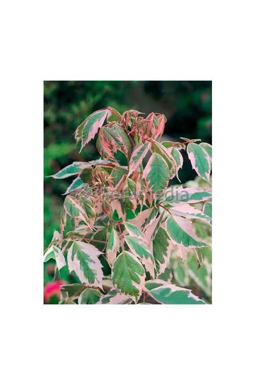 Klon jesionolistny 'Flamingo' Acer negundo