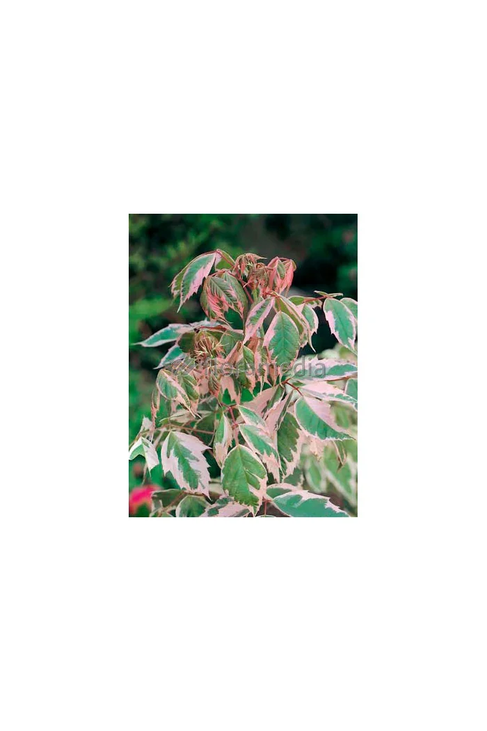 Klon jesionolistny 'Flamingo' Acer negundo