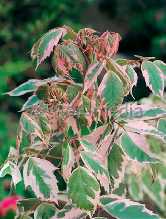 Klon jesionolistny 'Flamingo' Acer negundo