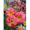 Kuklik 'Bohema Pink' | Geum
